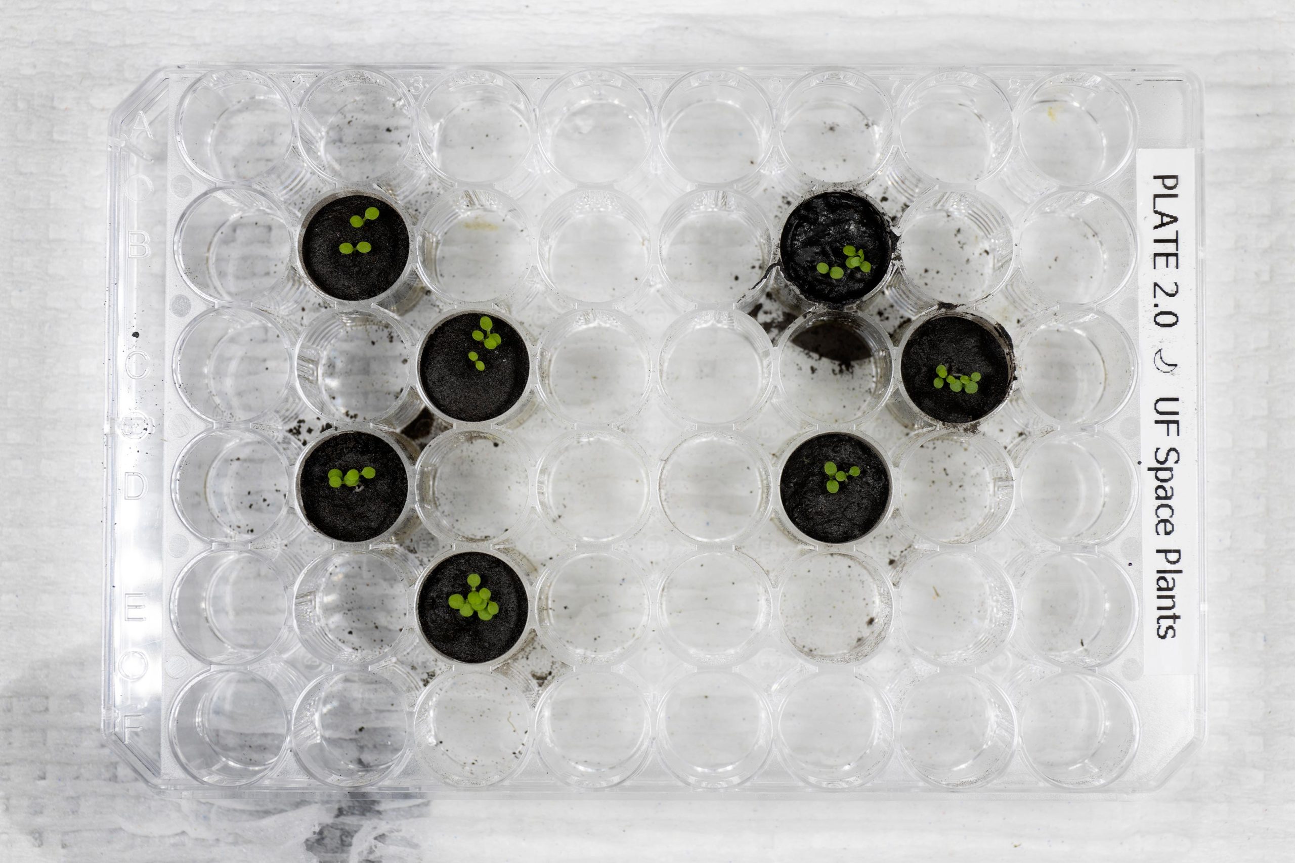 Plants Growing in Lunar Soil scaled