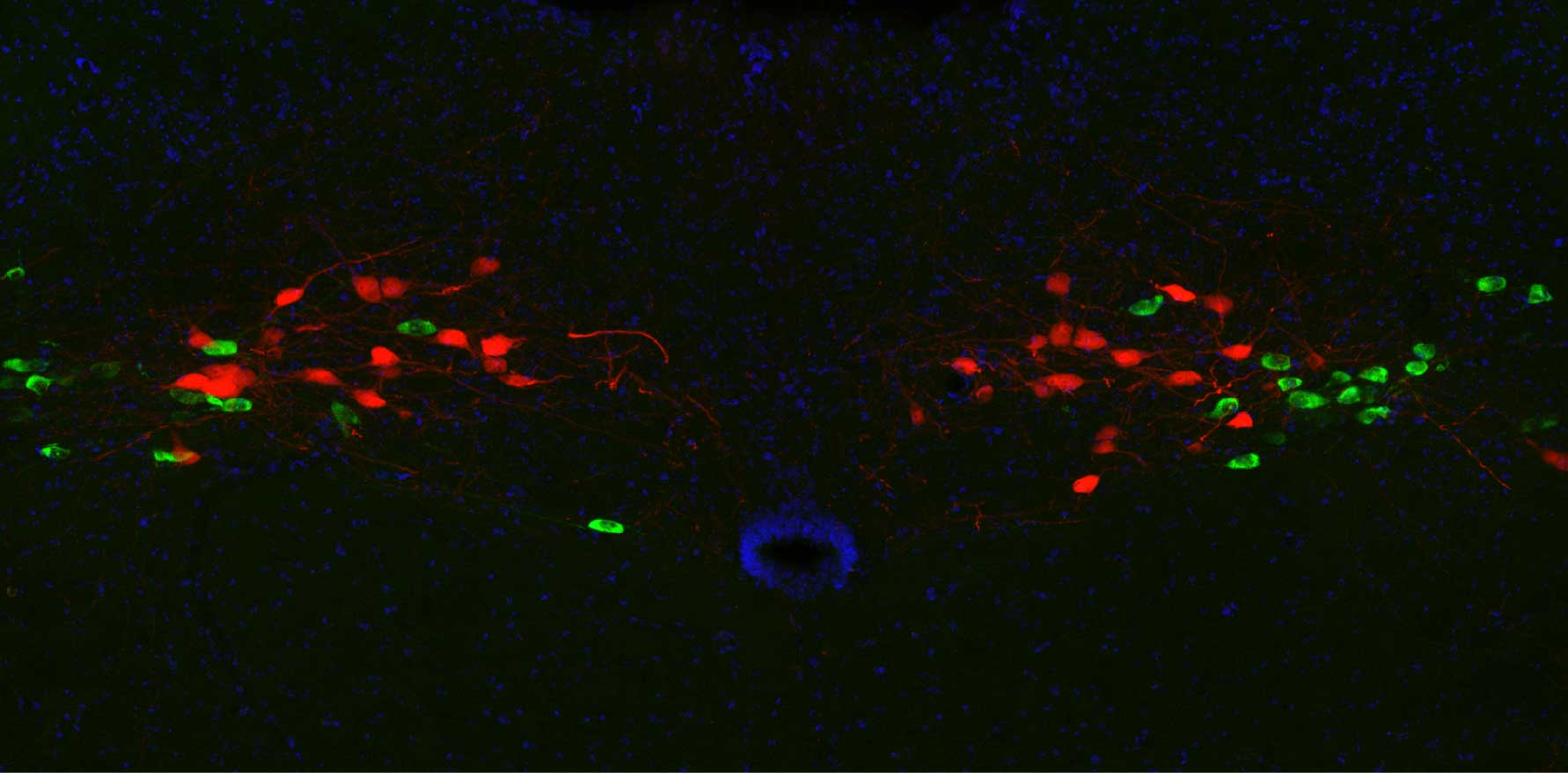 PRLH neurons and CGC neurons