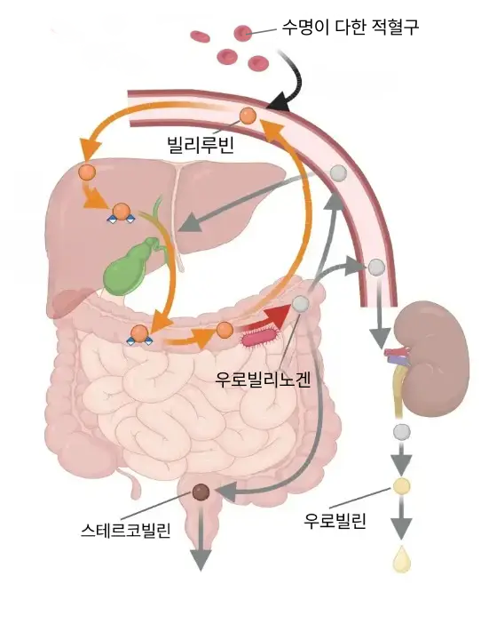 BilR is a gut microbial enzyme that reduces bilirubin to urobilinogen 논문 사진 수정