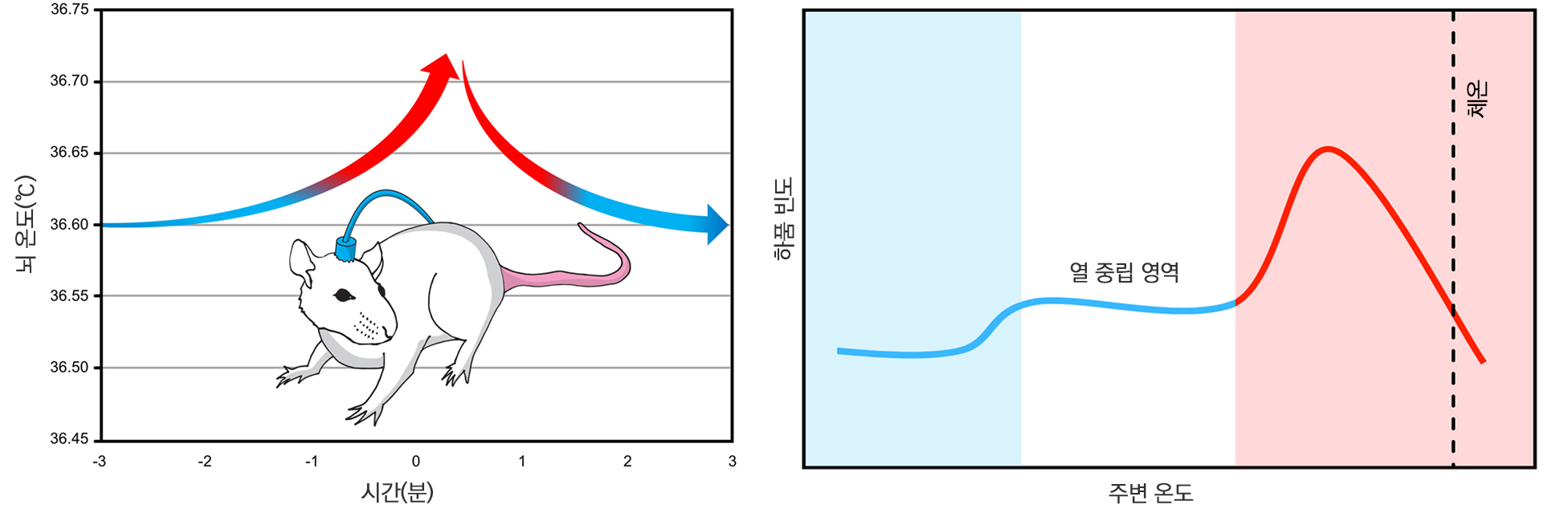 뇌 냉각 가설