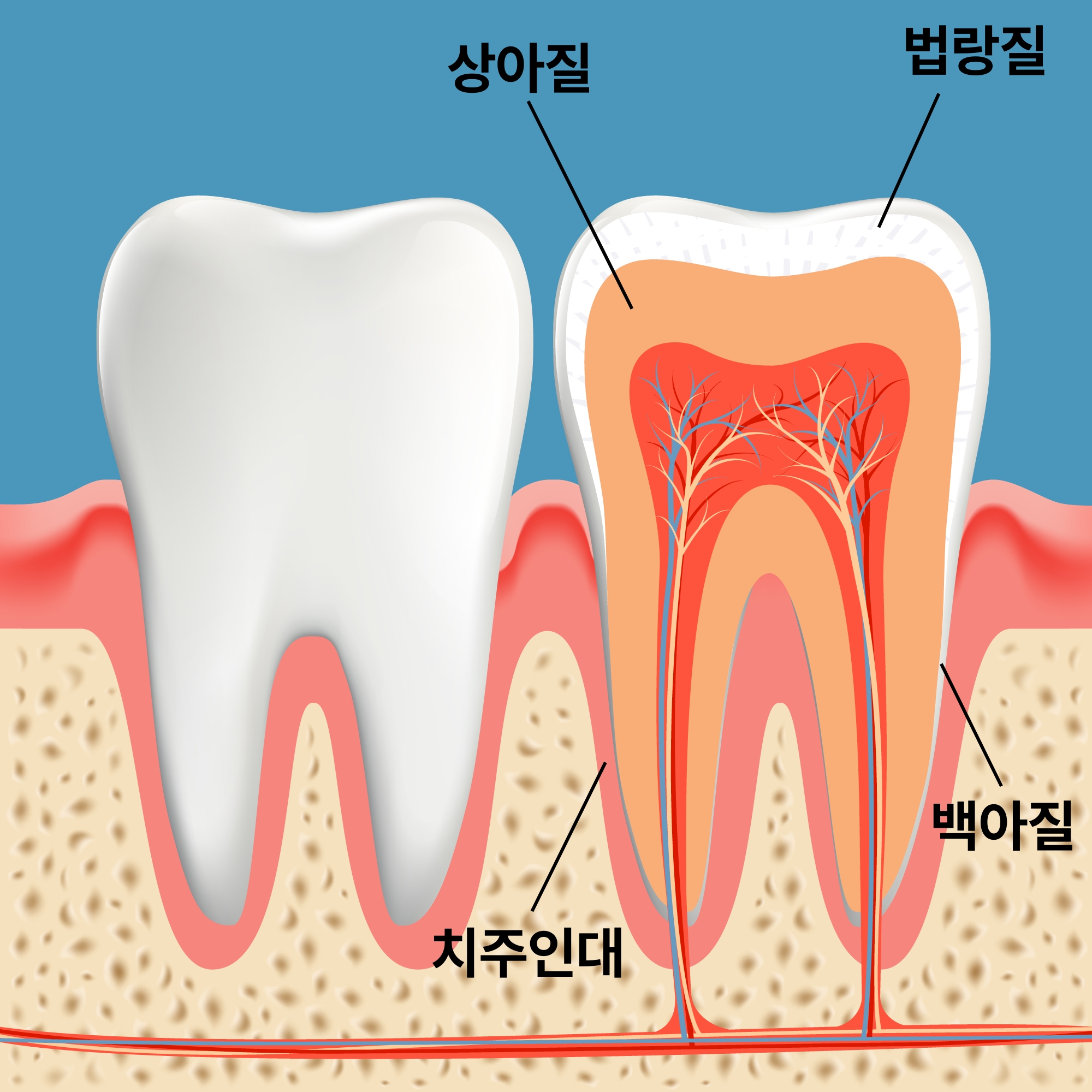 이빨구조