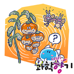 0901 토마토 250x250