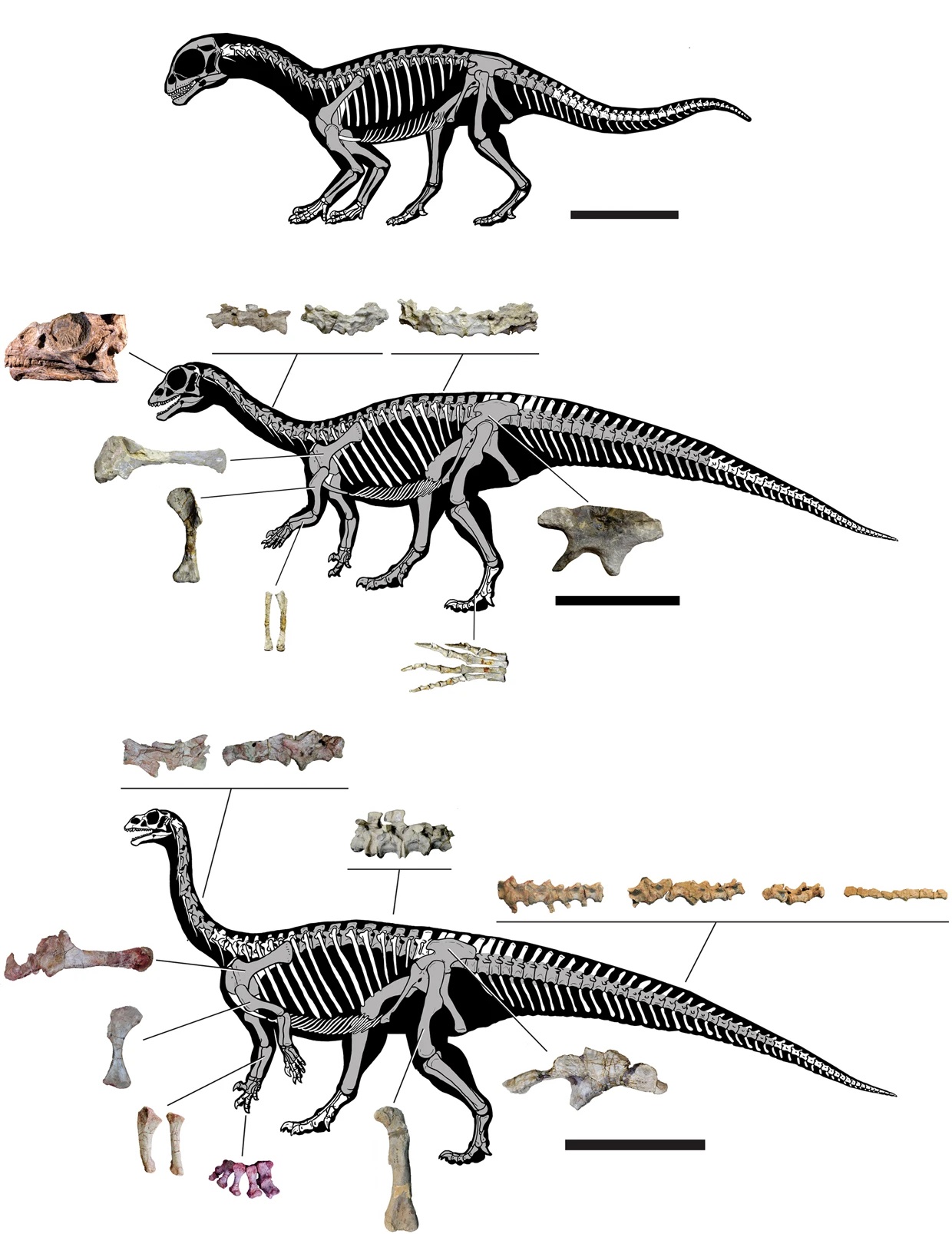 사진 2 ⓒ scientific reports