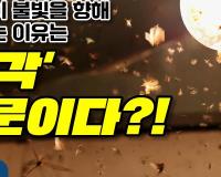 곤충들이 불빛을 향해 날아가는 이유는 '착각' 때문이다?!