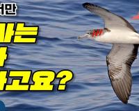 하늘에서만 똥 싸는 새가 있다고요?