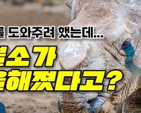 코뿔소를 도와주려 했는데... 코뿔소가 우울해졌다고?