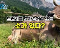 브러시를 효자손처럼 쓰는 소가 있다?