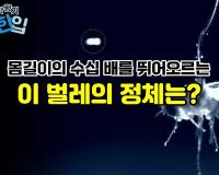 몸길이의 수십 배를 뛰어오르는 이 벌레의 정체는?