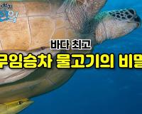 바다 최고 무임승차 물고기의 비밀