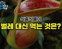 식충식물이 벌레 대신 먹는 것은?