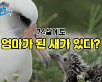 74살에도 엄마가 된 새가 있다?