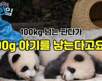 100kg 넘는 판다가 100g 아기를 낳는다고요?