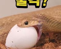 머리보다 큰 알도 '꿀꺽' 삼키는 뱀이 있다?