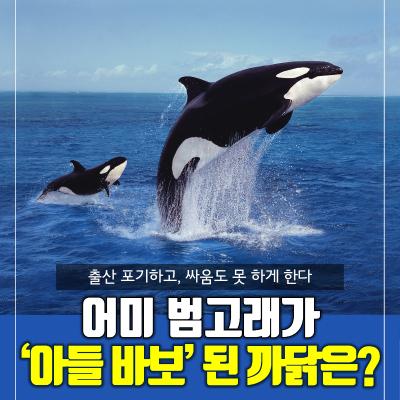 출산 포기하고, 싸움도 못 하게 한다 어미 범고래가 ‘아들 바보’ 된 까닭은?