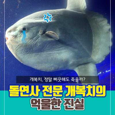 개복치, 정말 삐끗해도 죽을까? 돌연사 전문 개복치의 억울한 진실