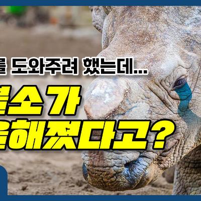 코뿔소를 도와주려 했는데... 코뿔소가 우울해졌다고?