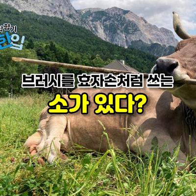 브러시를 효자손처럼 쓰는 소가 있다?