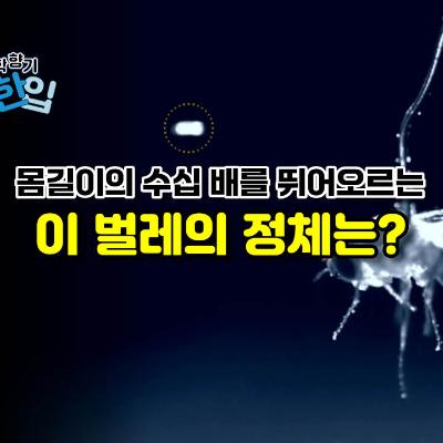 몸길이의 수십 배를 뛰어오르는 이 벌레의 정체는?
