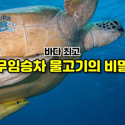 바다 최고 무임승차 물고기의 비밀