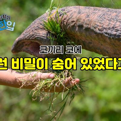 코끼리 코에 이런 비밀이 숨겨져 있다고?