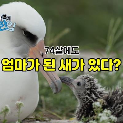 74살에도 엄마가 된 새가 있다?
