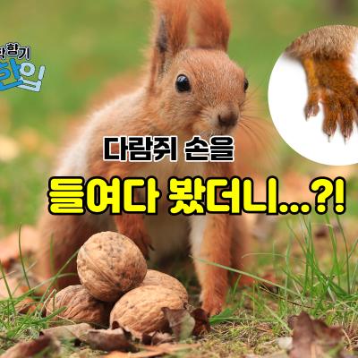 다람쥐 손을 들여다 봤더니…?!