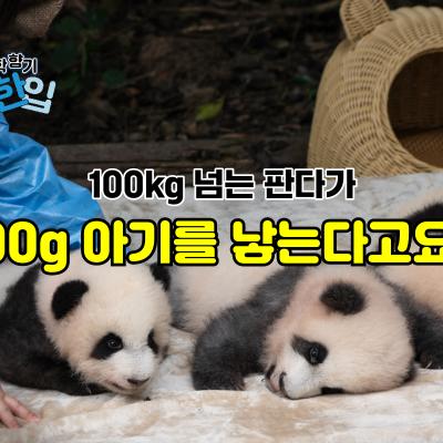 100kg 넘는 판다가 100g 아기를 낳는다고요?