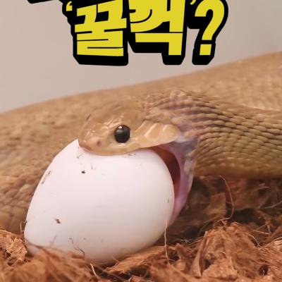 머리보다 큰 알도 '꿀꺽' 삼키는 뱀이 있다?