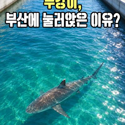 부캉이, 부산에 눌러앉은 이유?