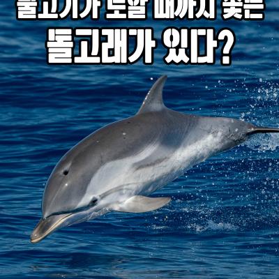 물고기가 토할 때까지 쫓는 돌고래가 있다?