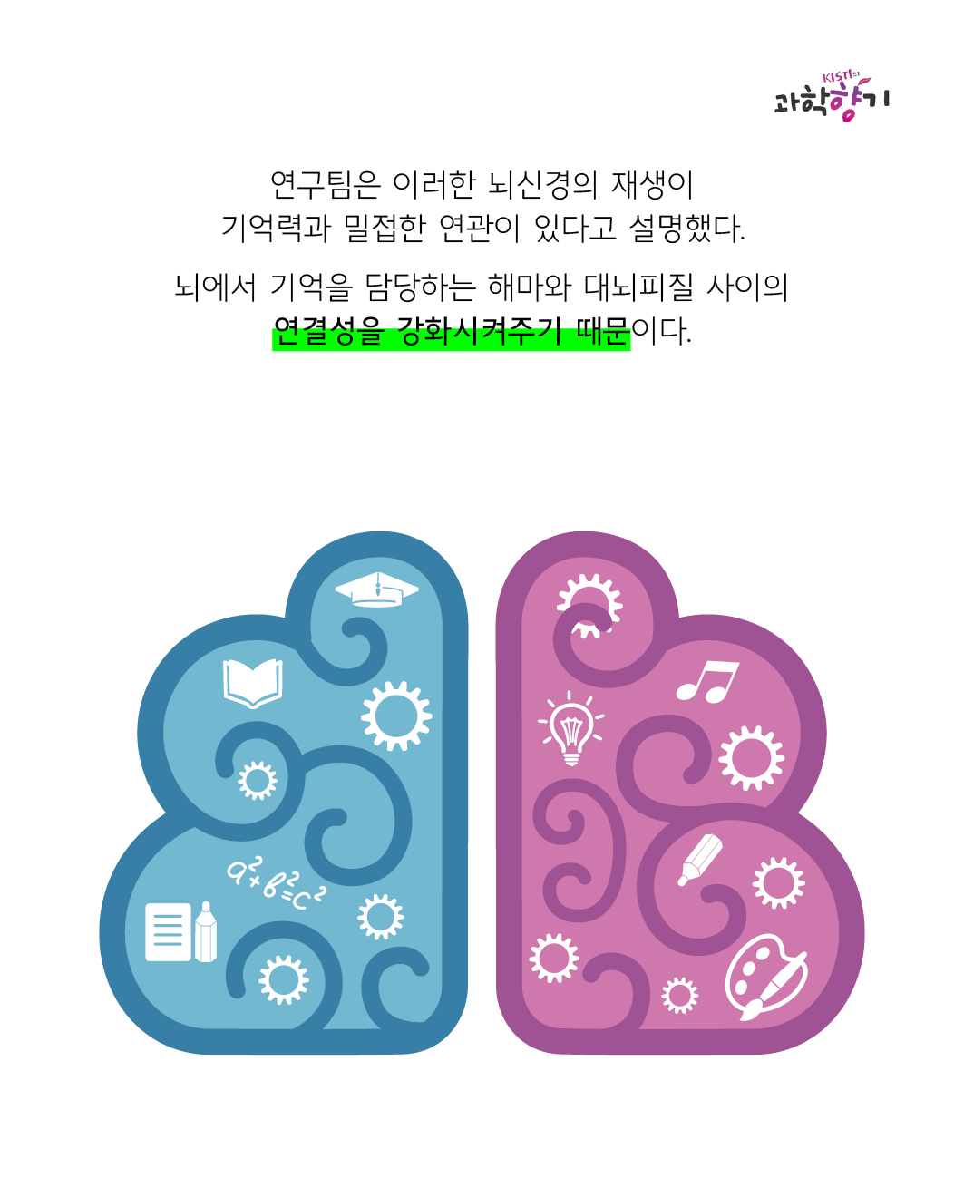 연구팀은 이러한 뇌신경의 재생이 기억력과 밀접한 연관이 있다고 설명했다.   뇌에서 기억을 담당하는 해마와 대뇌피질 사이의 연결성을 강화시켜주기 때문이다.