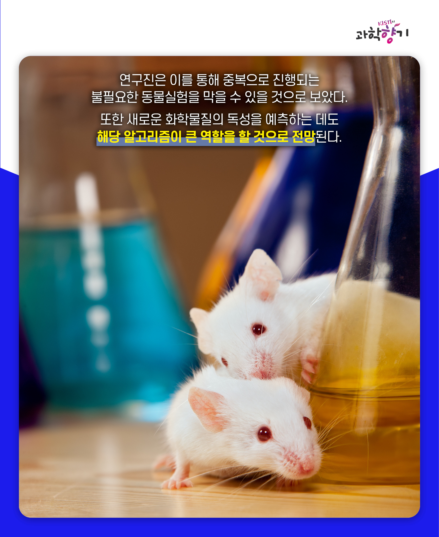 동물실험13