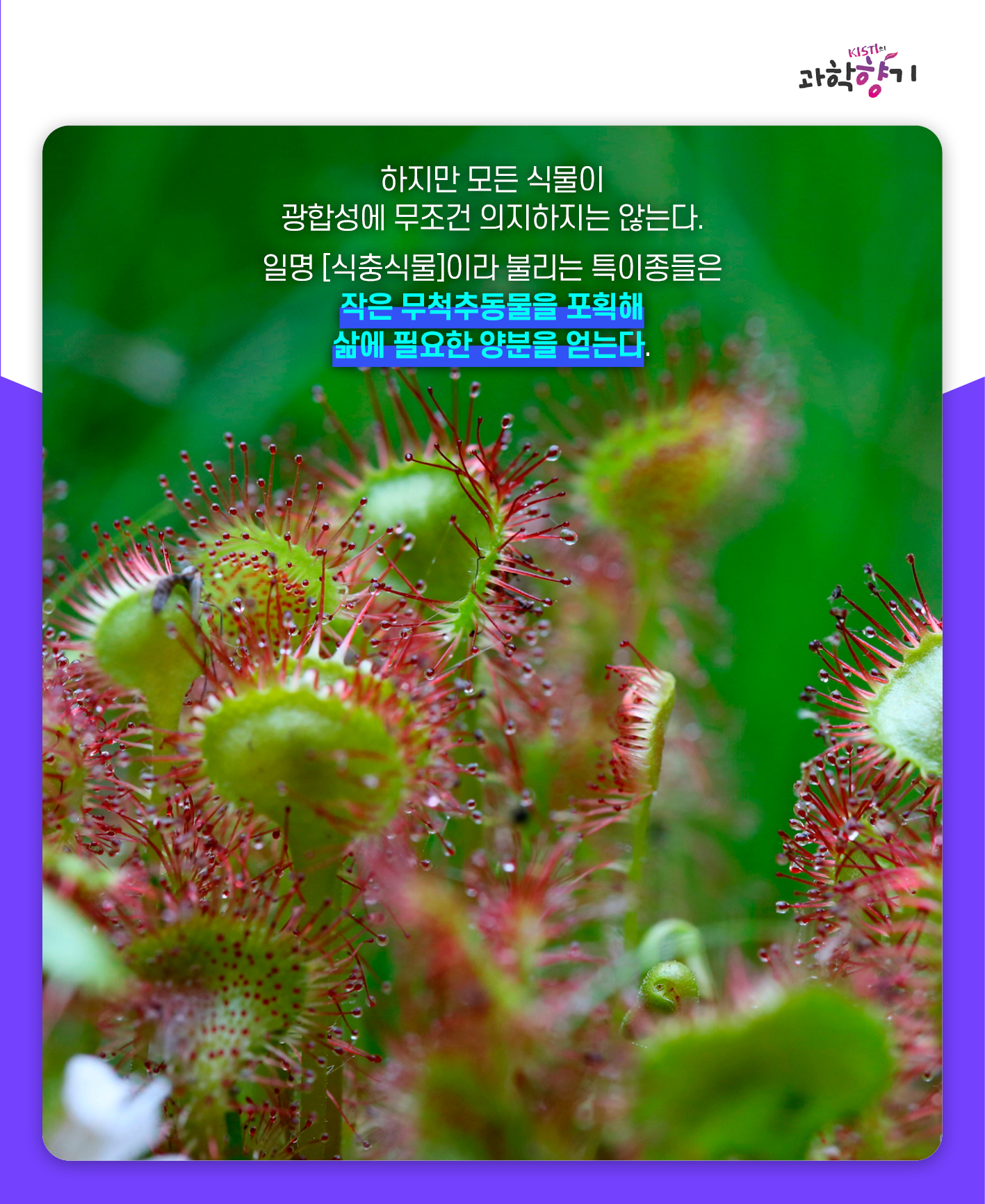 네펜더스03