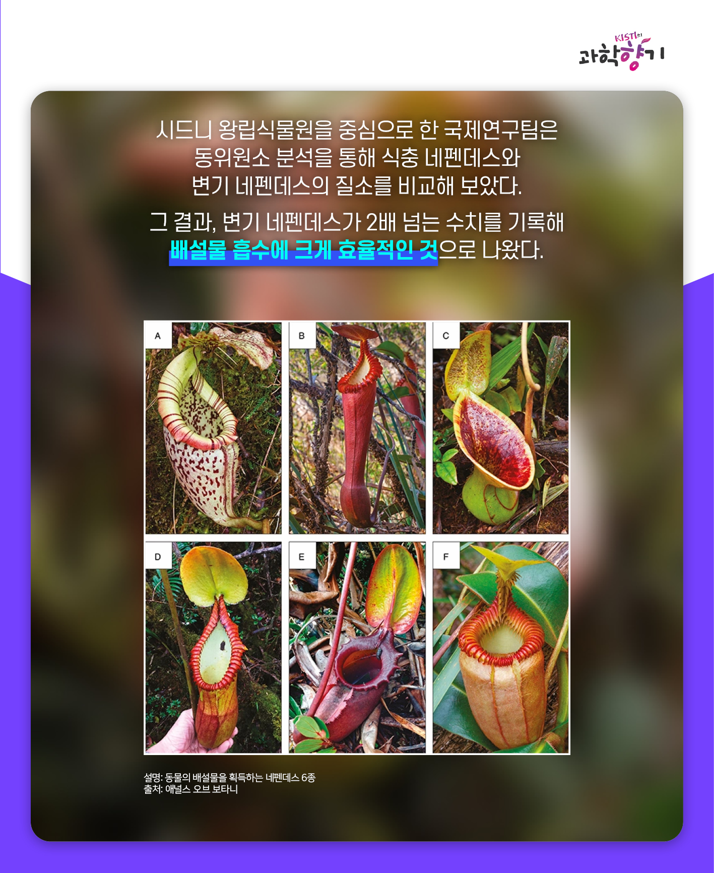 네펜더스12