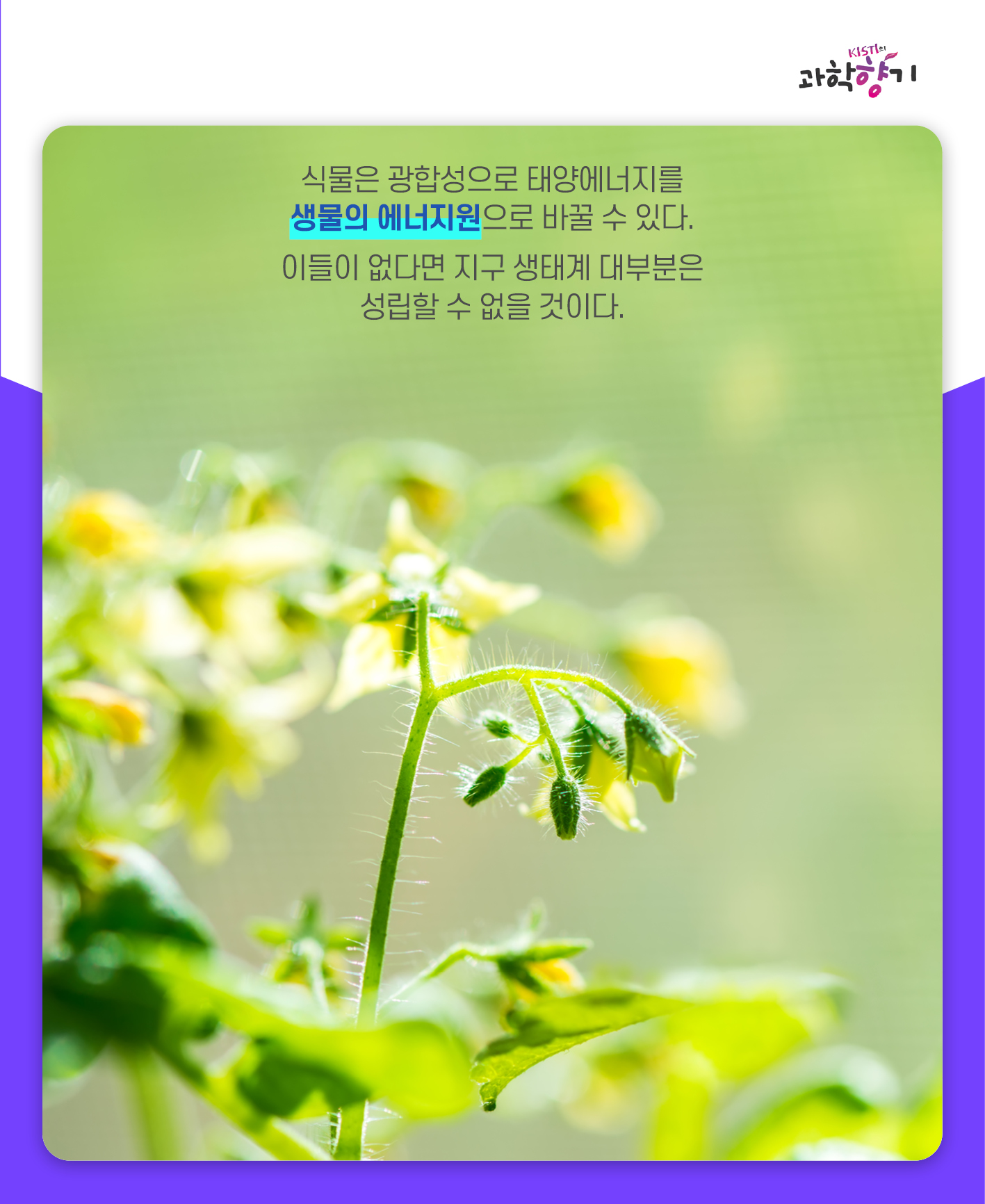 네펜더스02
