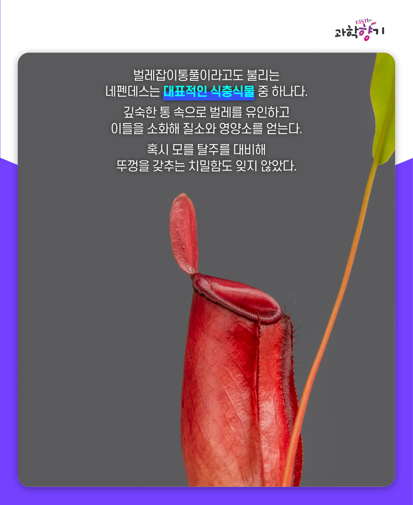 네펜더스04