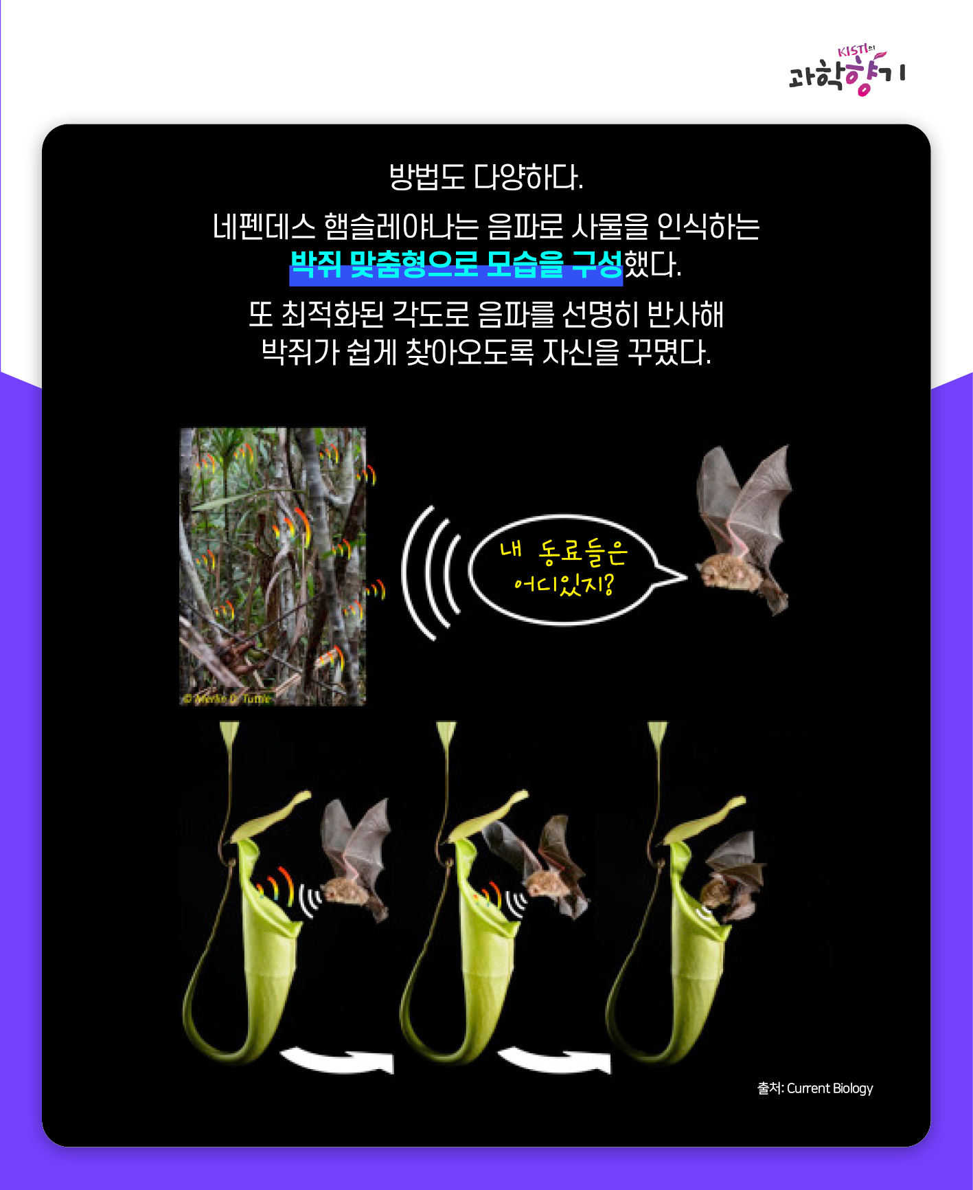 네펜더스08