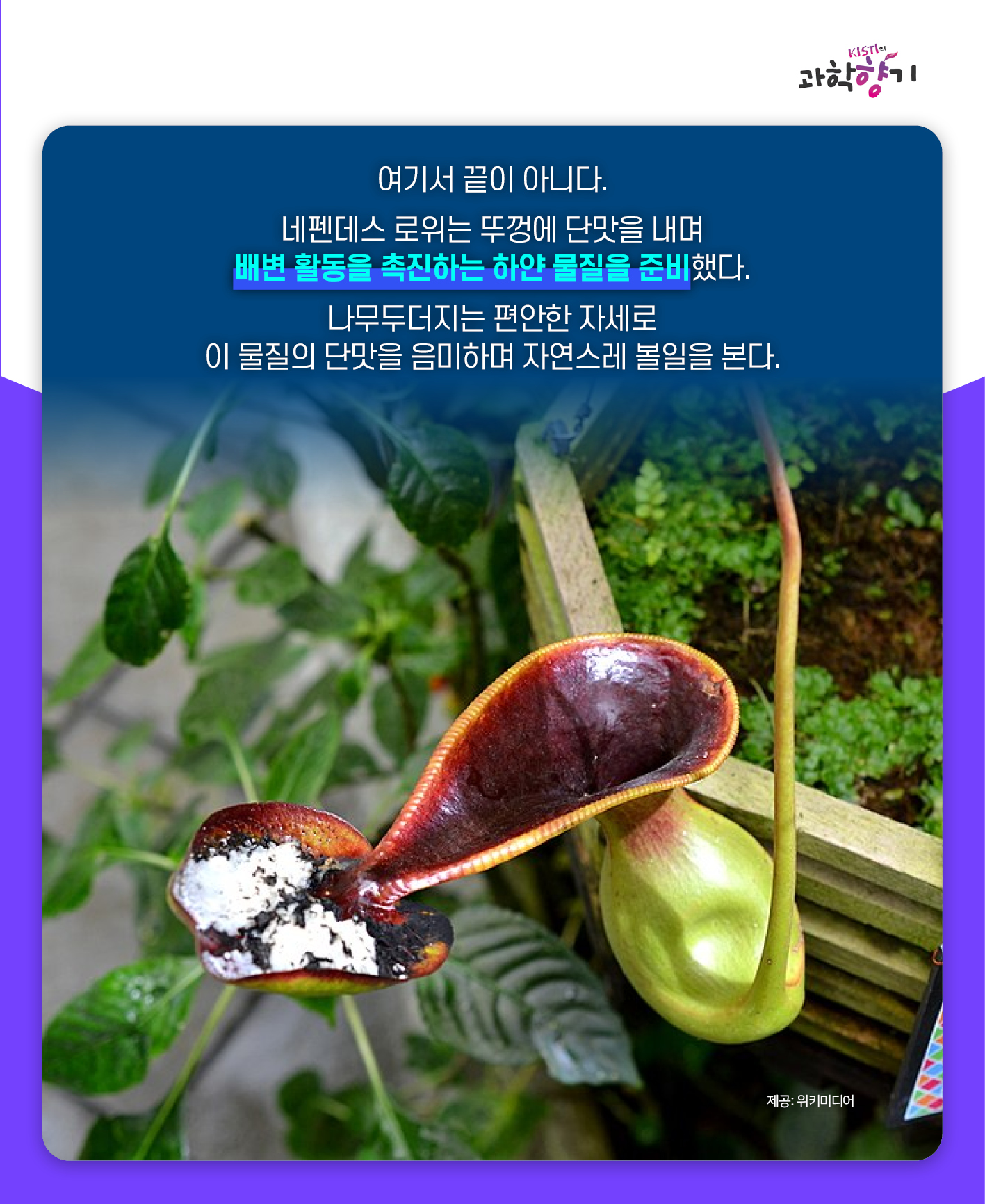 네펜더스10