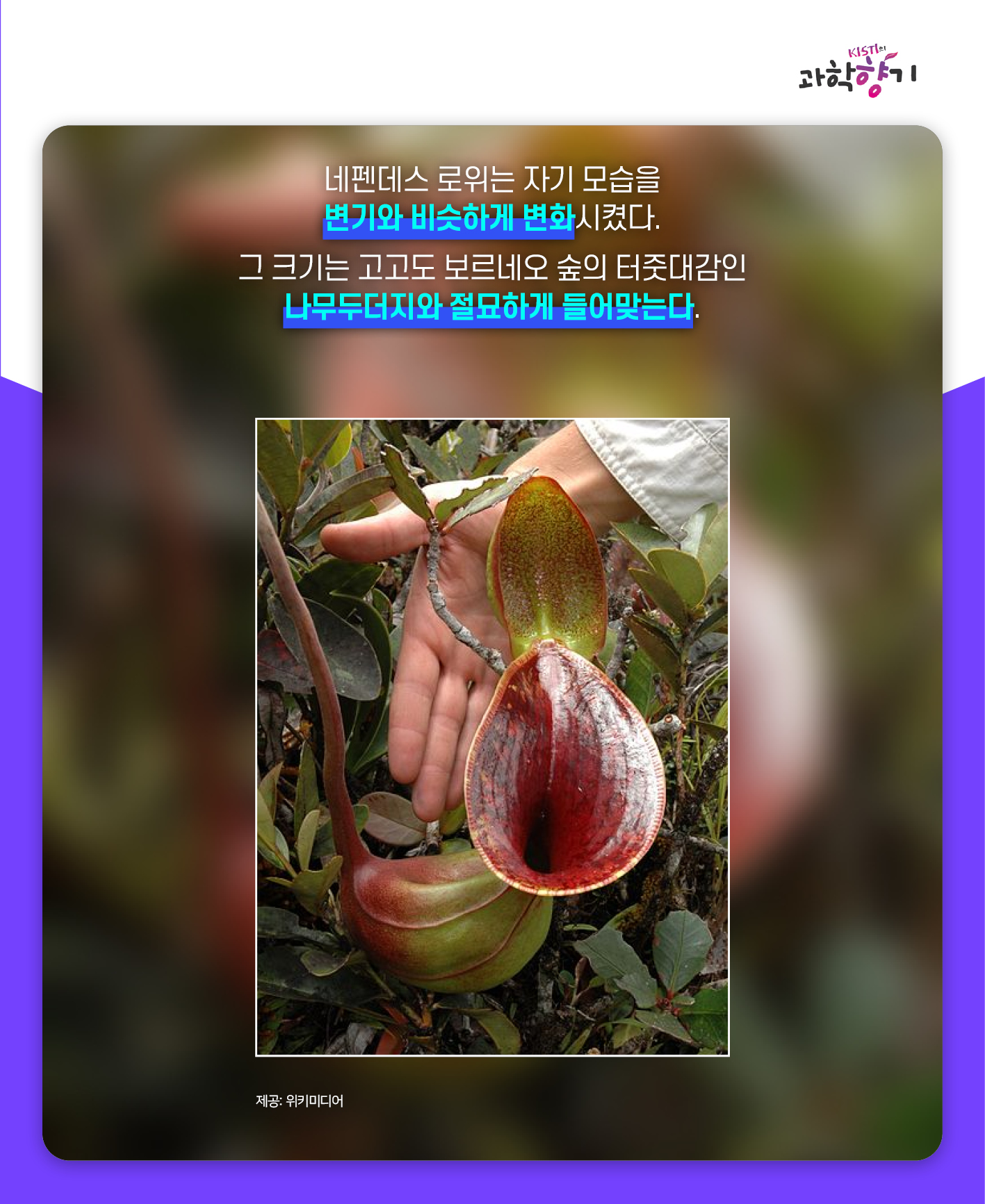 네펜더스09