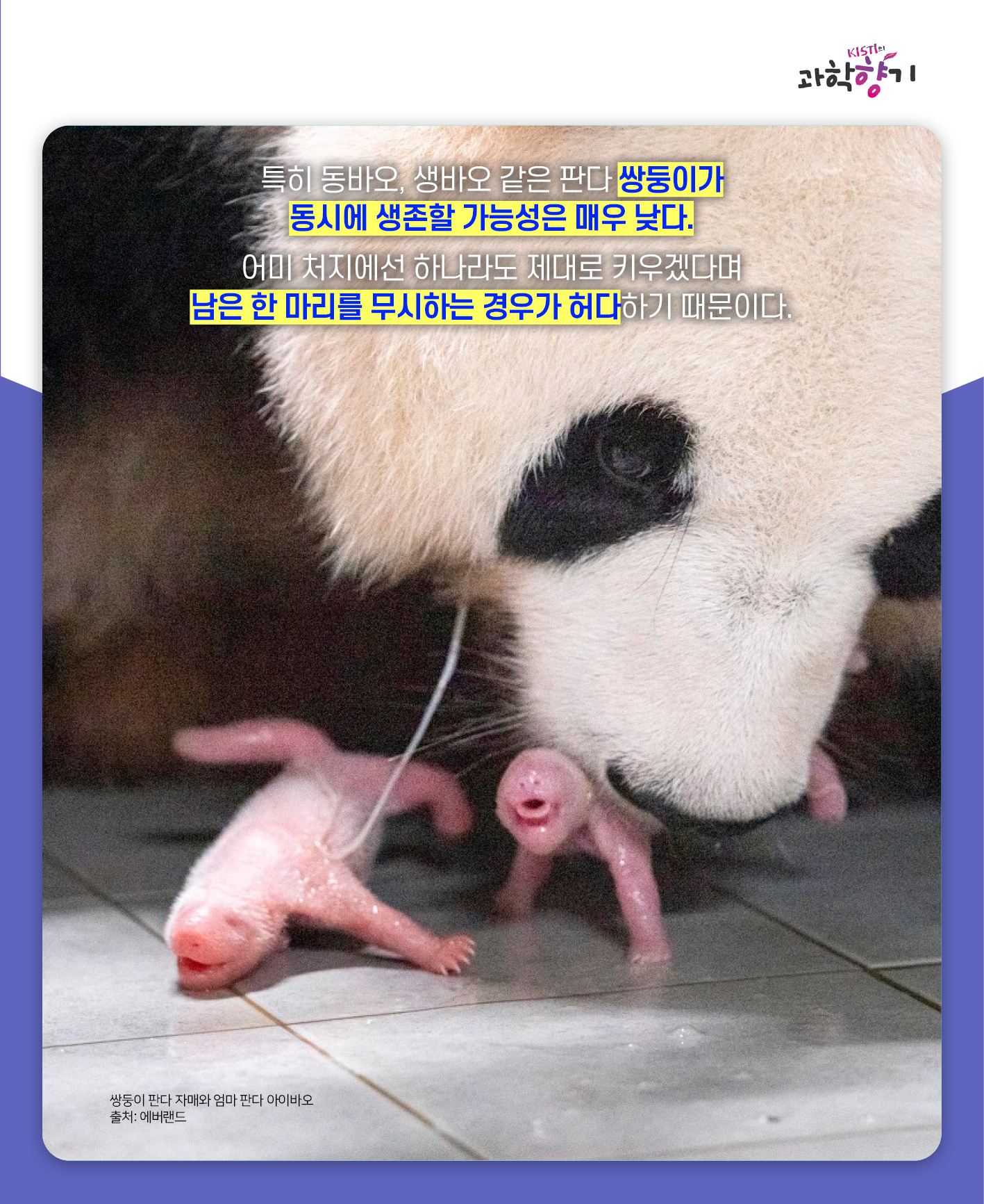 푸바오12