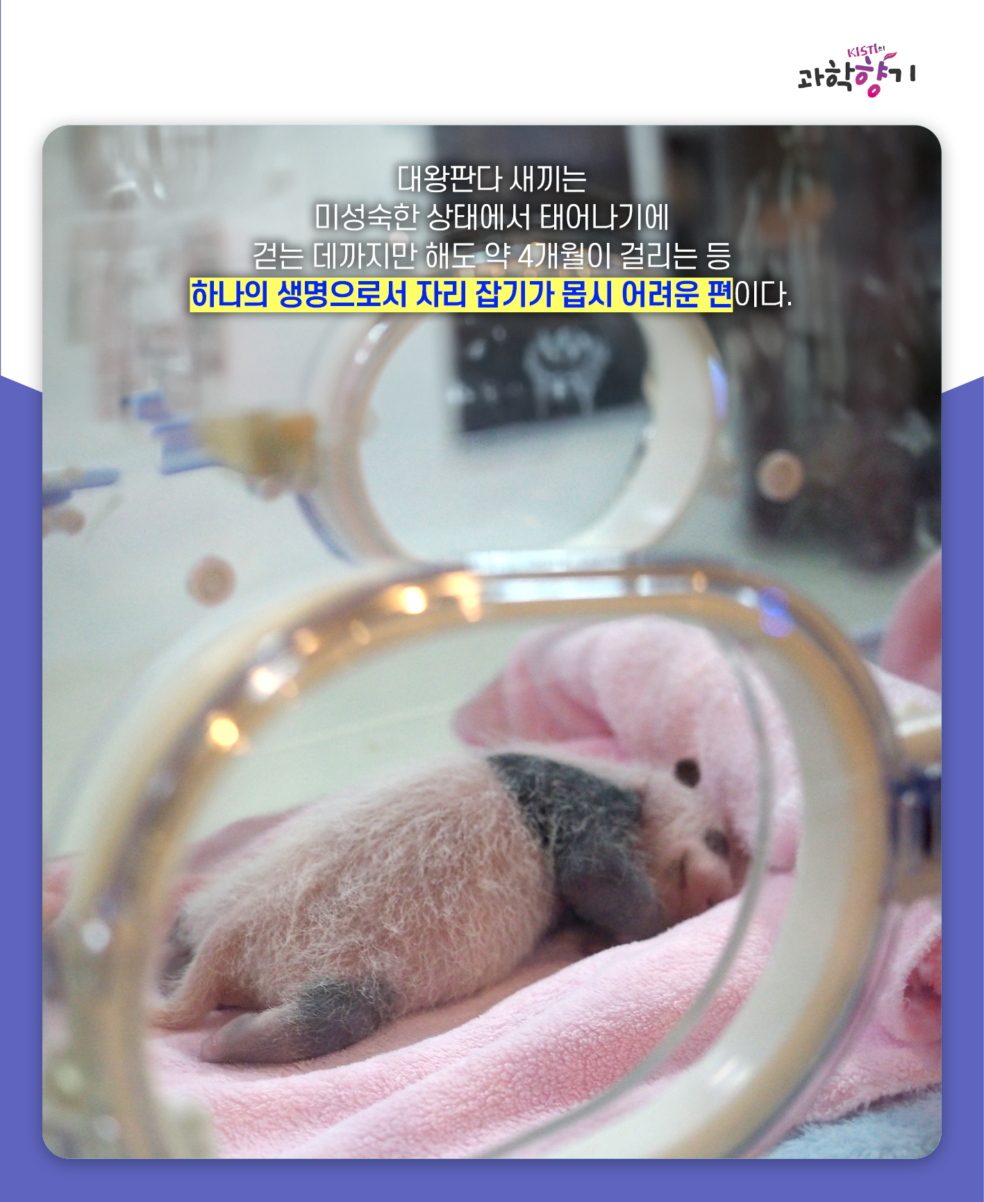 푸바오11