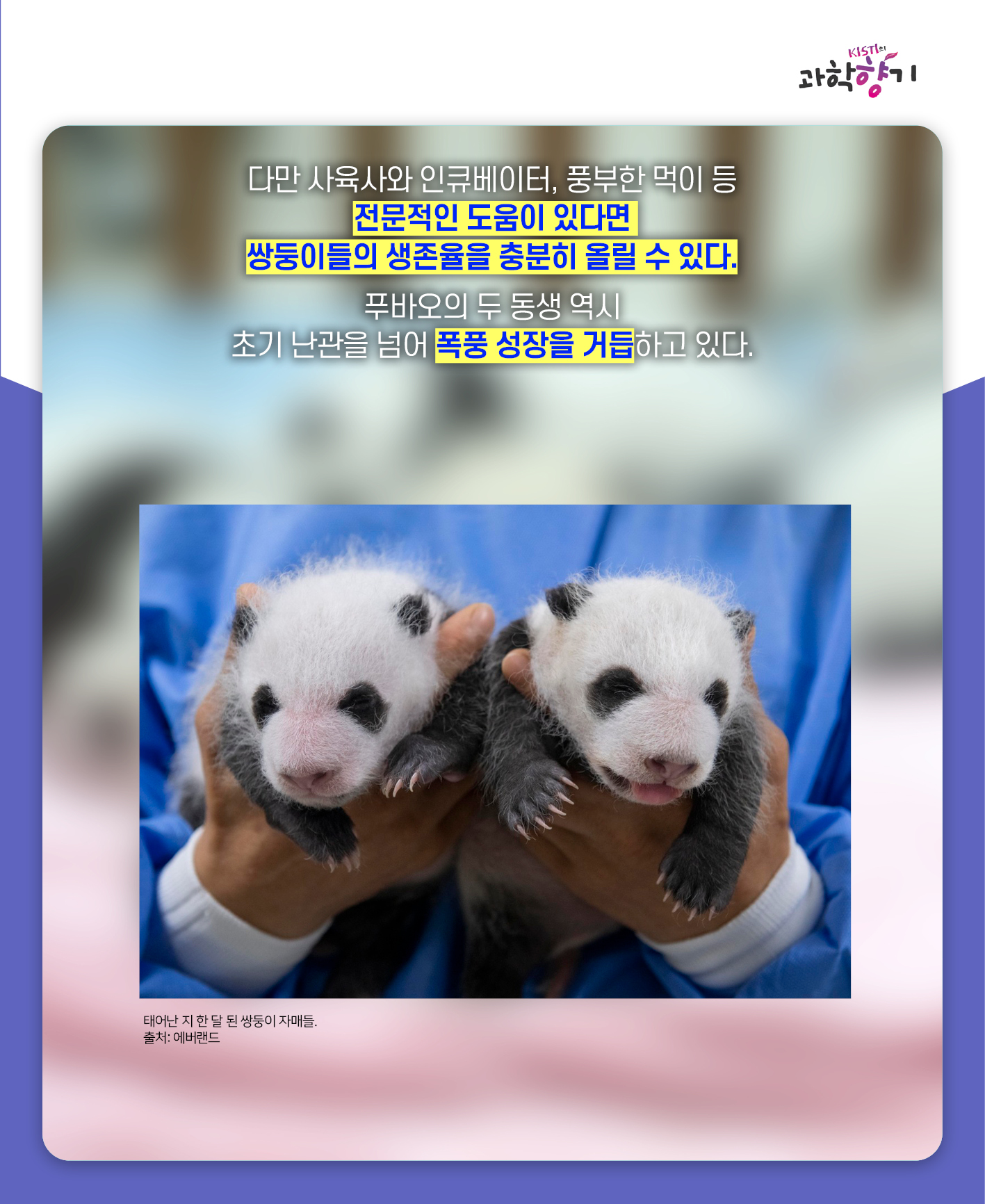 푸바오13
