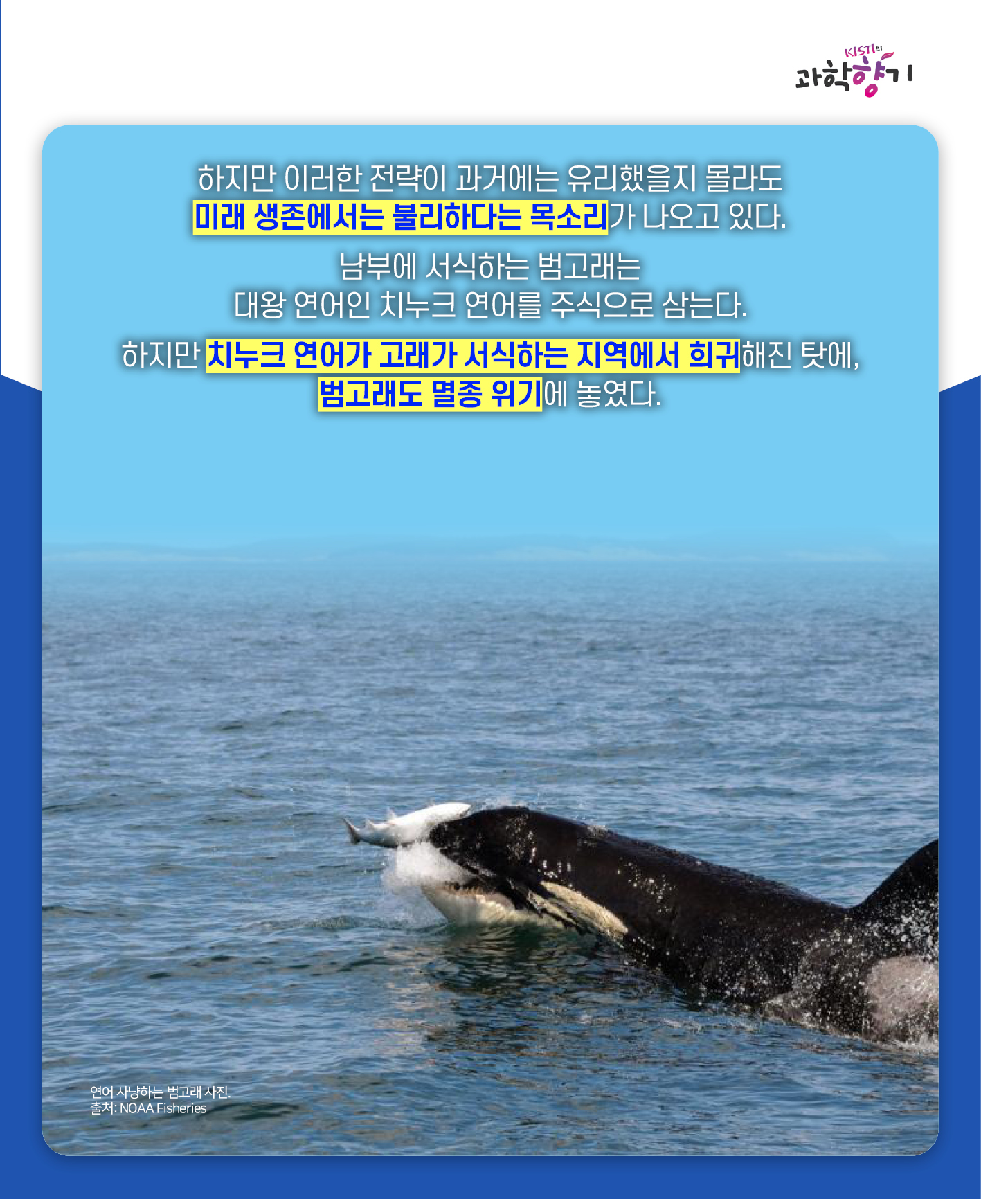 아들바보범고래12