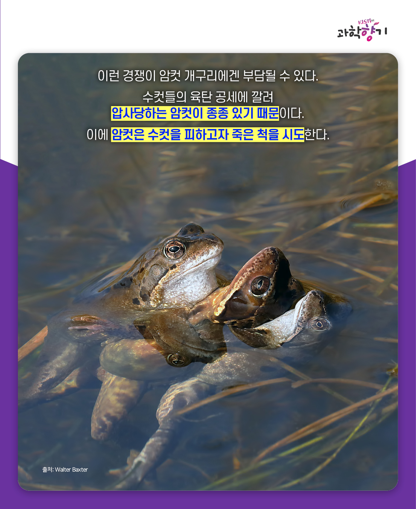 죽은개구리05