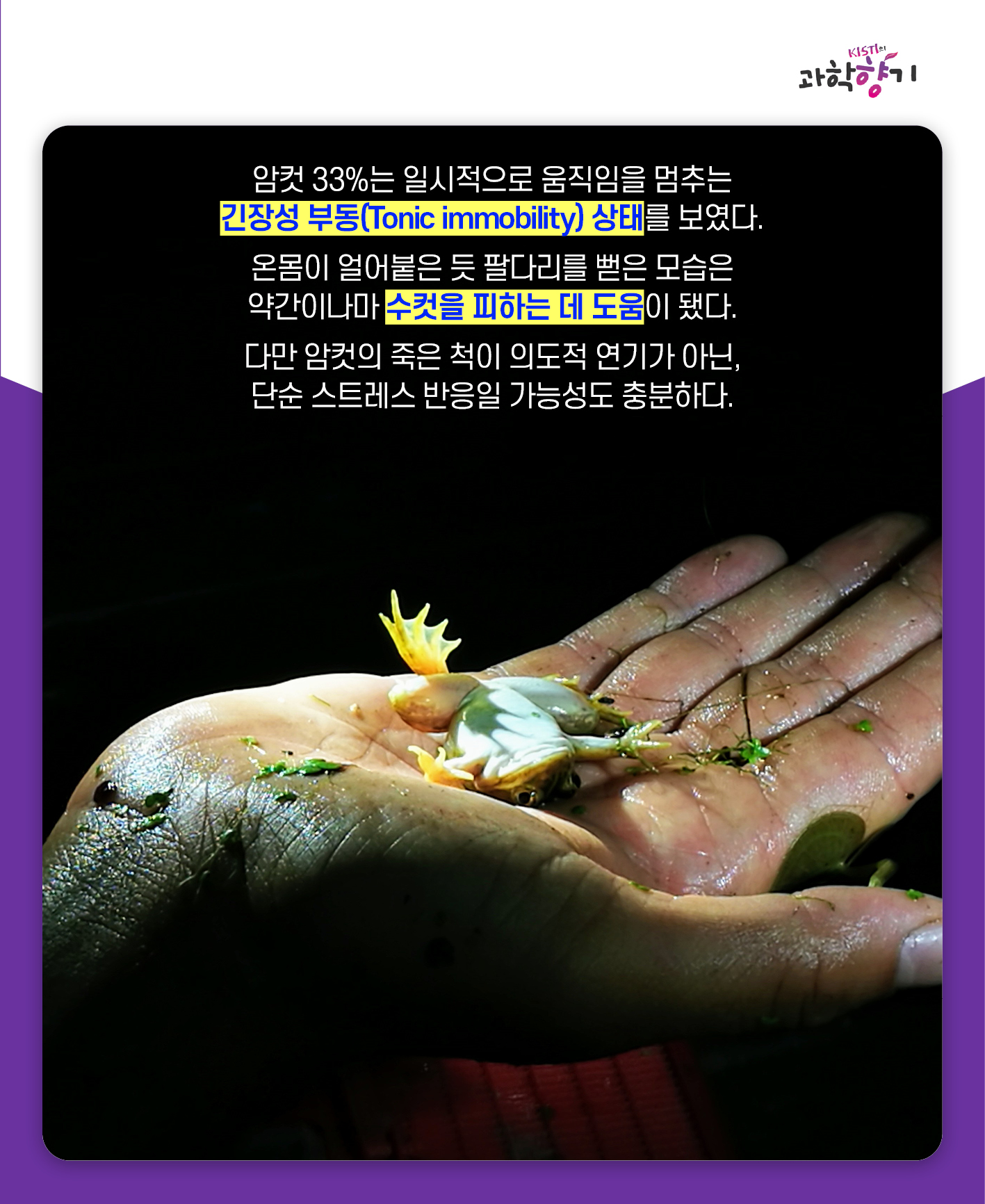 죽은개구리07